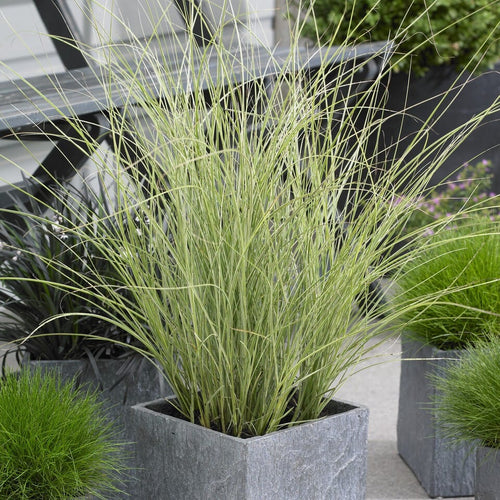 Miscanthus sinensis 'Morning Light' Perennial Bedding