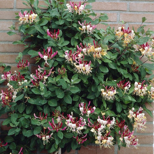 Early Dutch Honeysuckle | Lonicera periclymenum 'Belgica' Climbing Plants