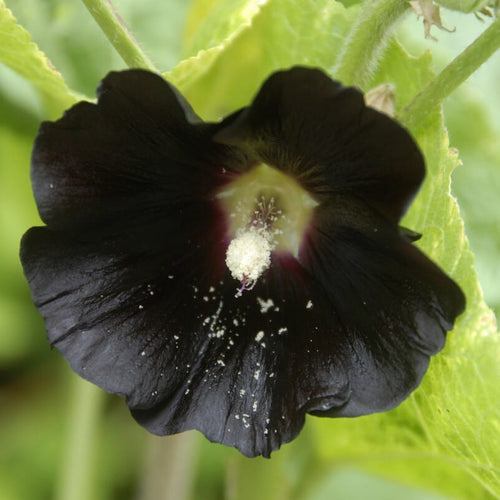 Black Hollyhock | Alcea rosea 'Nigra' Perennial Bedding