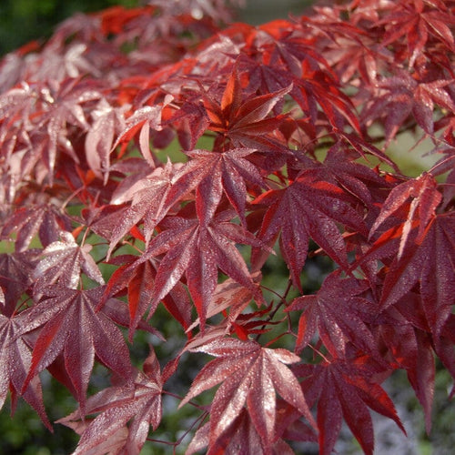 Japanese Maple Tree | Acer palmatum 'Bloodgood' Ornamental Trees
