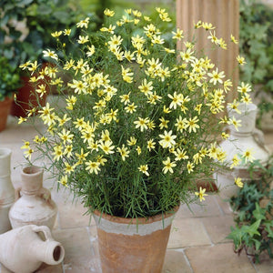 Coreopsis verticillata 'Moonbeam' Perennial Bedding