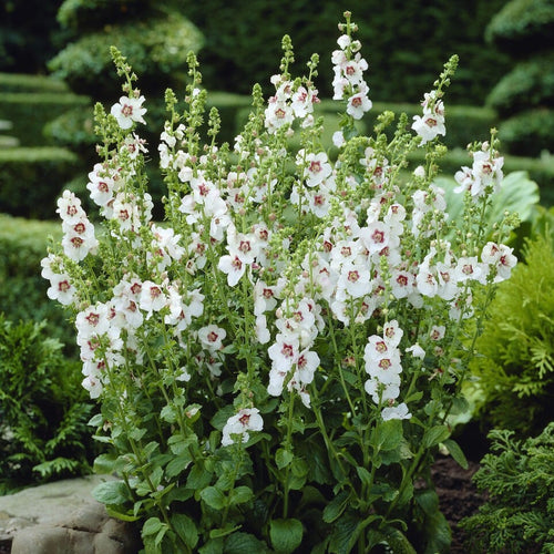 Verbascum chaixii 'Album' Perennial Bedding
