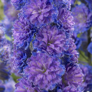 Delphinium 'Highlander Sweet Sensation' Perennial Bedding