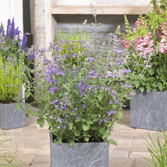 Catmint 'Walker's Low' | Nepeta Perennial Bedding