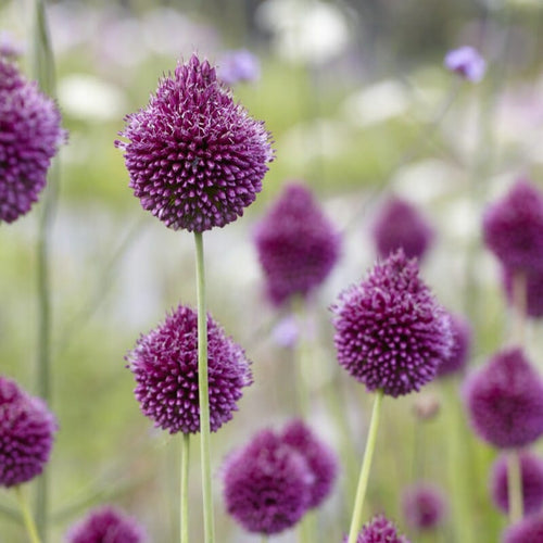 Allium sphaerocephalon Perennial Bedding