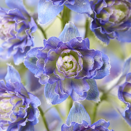 Delphinium 'Highlander Sweet Sensation' Perennial Bedding