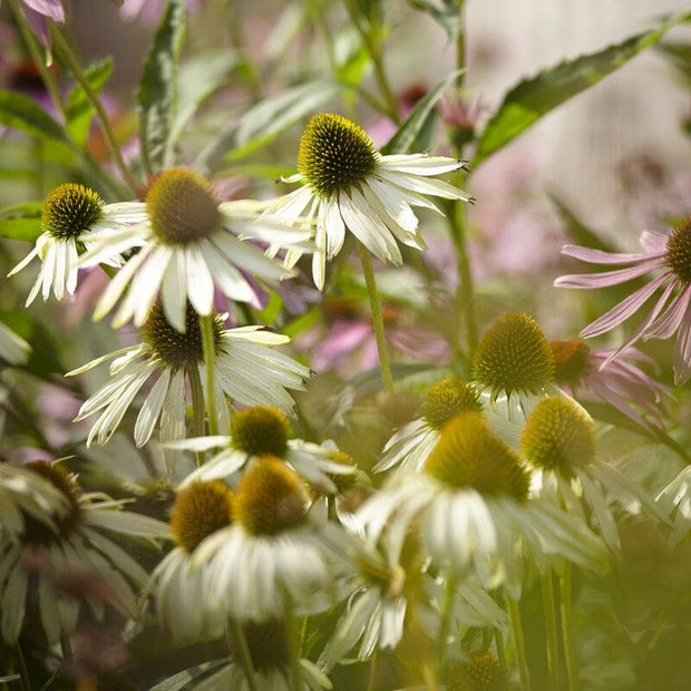 Echinacea purpurea 'White Swan' Perennial Bedding