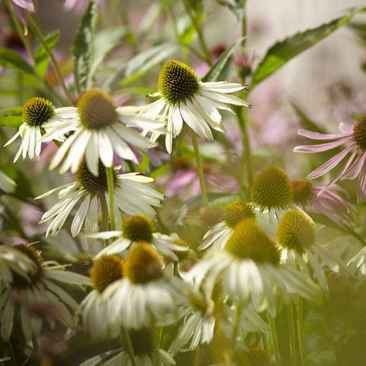 Echinacea purpurea 'White Swan' Perennial Bedding