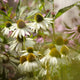 Echinacea purpurea 'White Swan' Perennial Bedding