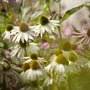 Echinacea purpurea 'White Swan' Perennial Bedding
