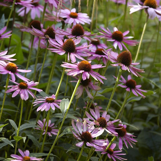 Echinacea purpurea 'Magnus' Perennial Bedding