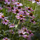 Echinacea purpurea 'Magnus' Perennial Bedding