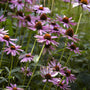Echinacea purpurea 'Magnus' Perennial Bedding