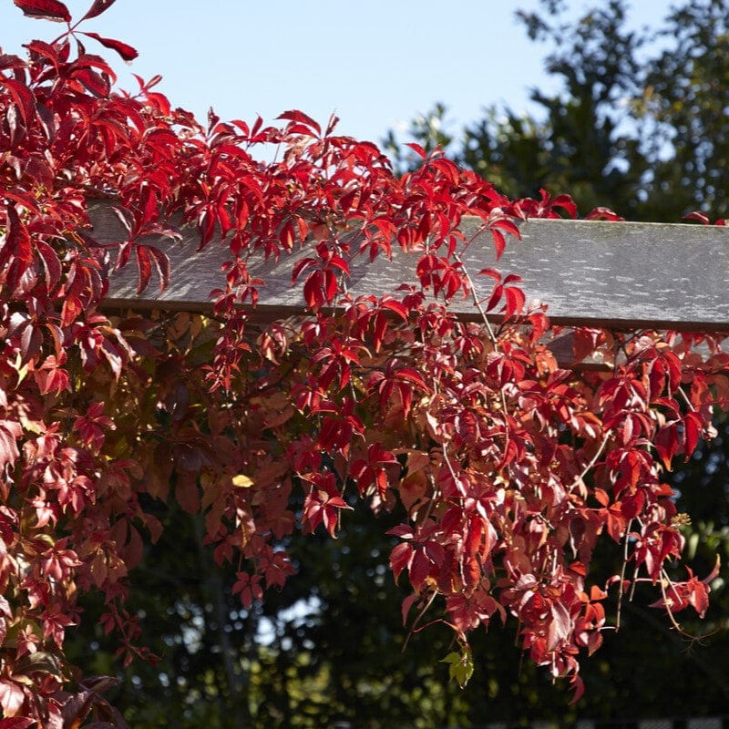 Virginia Creeper | Parthenocissus quinquefolia Climbing Plants