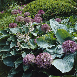 Allium cristophii Perennial Bedding