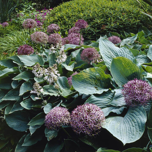 Allium cristophii Perennial Bedding