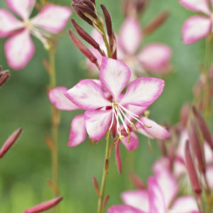 Gaura 'Rosy Jane' Perennial Bedding