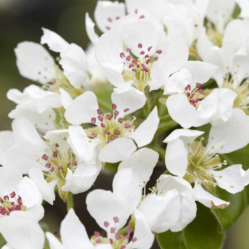 'Beurré Hardy' Pear Tree Fruit Trees