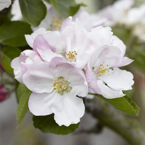 'Bramley's Seedling' Apple Tree Fruit Trees