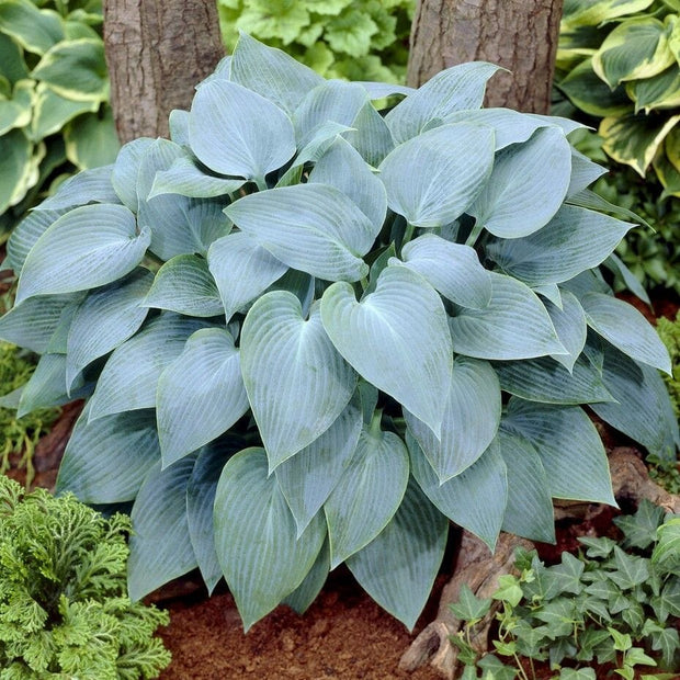 Hosta 'Canadian Blue'