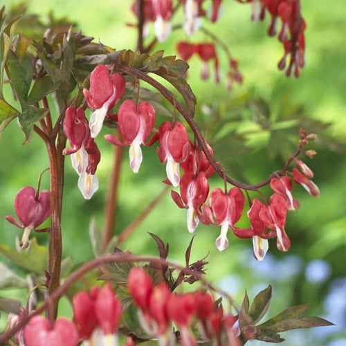 Bleeding Heart Plant 'Spectabilis Valentine' | Dicentra Perennial Bedding