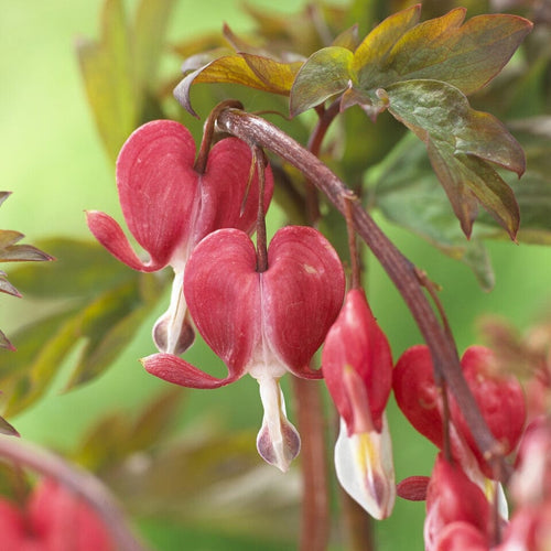 Bleeding Heart Plant 'Spectabilis Valentine' | Dicentra Perennial Bedding