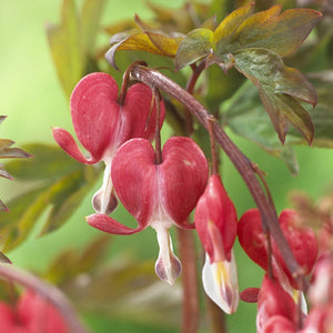 Shade Loving Dicentra Collection Perennial Bedding