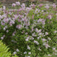 Lilac | Syringa 'Josée' Shrubs