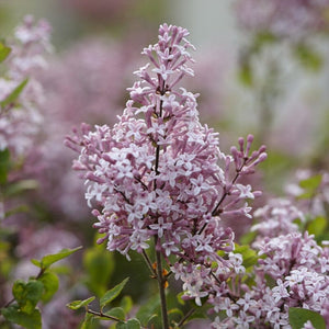 Lilac | Syringa 'Josée' Shrubs