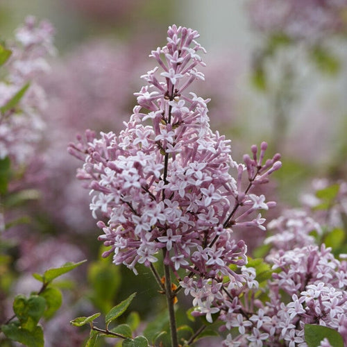 Lilac | Syringa 'Josée' Shrubs