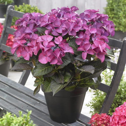 Hydrangea macrophylla 'Dark Angel Purple' Shrubs