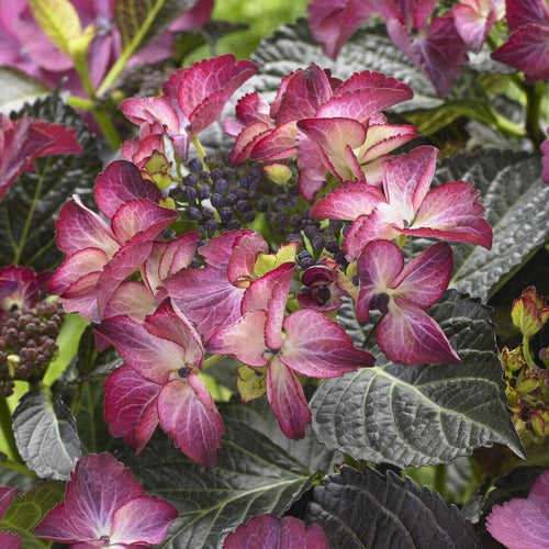 Hydrangea macrophylla 'Dark Angel Purple' Shrubs