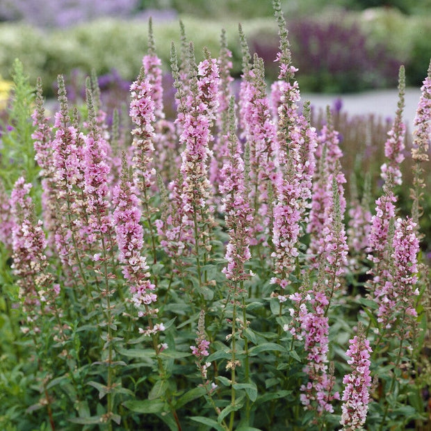 Lythrum salicaria 'Blush' Perennial Bedding