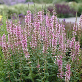 Lythrum salicaria 'Blush' Perennial Bedding