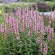 Lythrum salicaria 'Blush' Perennial Bedding