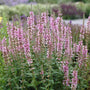 Lythrum salicaria 'Blush' Perennial Bedding