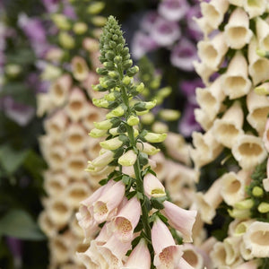 Peach Foxglove | Digitalis 'Dalmatian Peach' Perennial Bedding