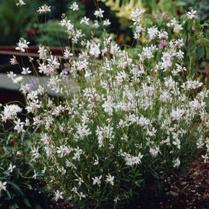 Gaura lindheimeri 'White' Perennial Bedding