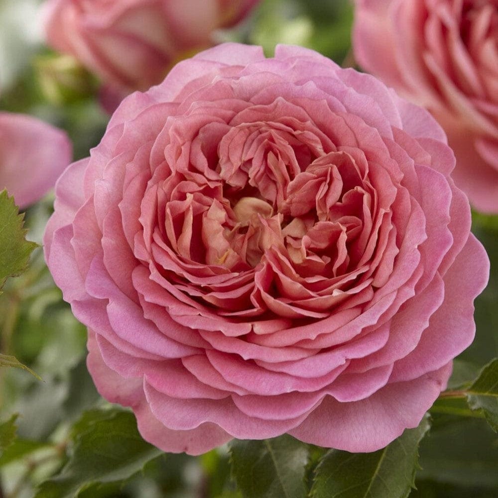 Parfuma 'Adorable Parfuma' Floribunda Rose – Roots Plants