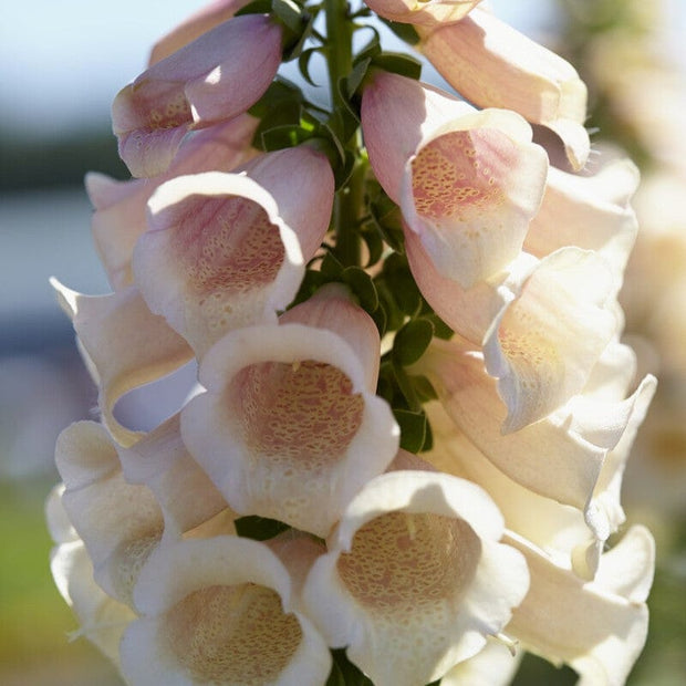Peach Foxglove | Digitalis 'Dalmatian Peach' Perennial Bedding