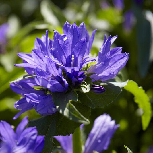 Campanula 'Acaulis' Perennial Bedding
