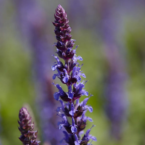 Salvia 'Sensation Deep Blue' Perennial Bedding