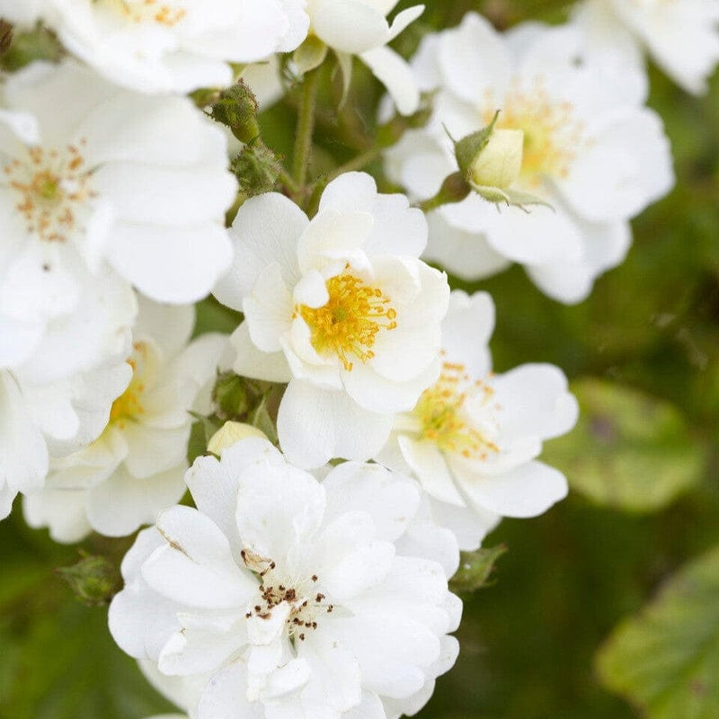 'Diamond' Patio Shrub Rose Shrubs
