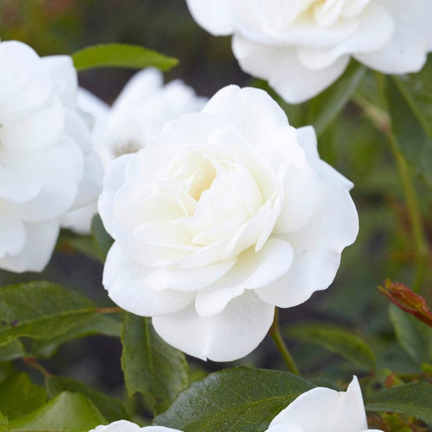 'Palace Kailani' Patio Shrub Rose Shrubs