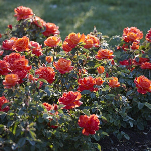 'Super Trouper' Bush Rose Shrubs