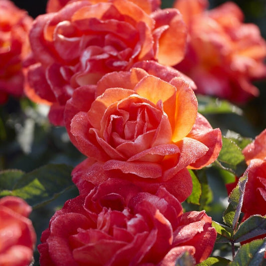 'Super Trouper' Bush Rose Shrubs