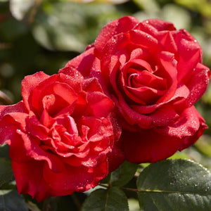 'My Valentine' Hybrid Tea Rose Shrubs