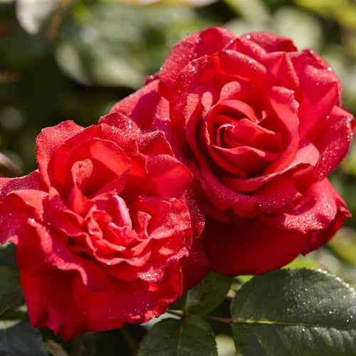 'My Valentine' Hybrid Tea Rose Shrubs