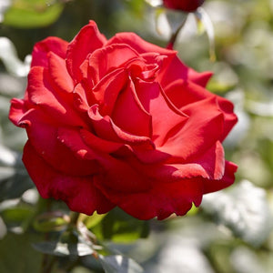 'My Valentine' Hybrid Tea Rose Shrubs