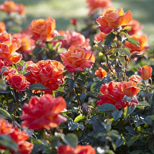 'Super Trouper' Bush Rose Shrubs